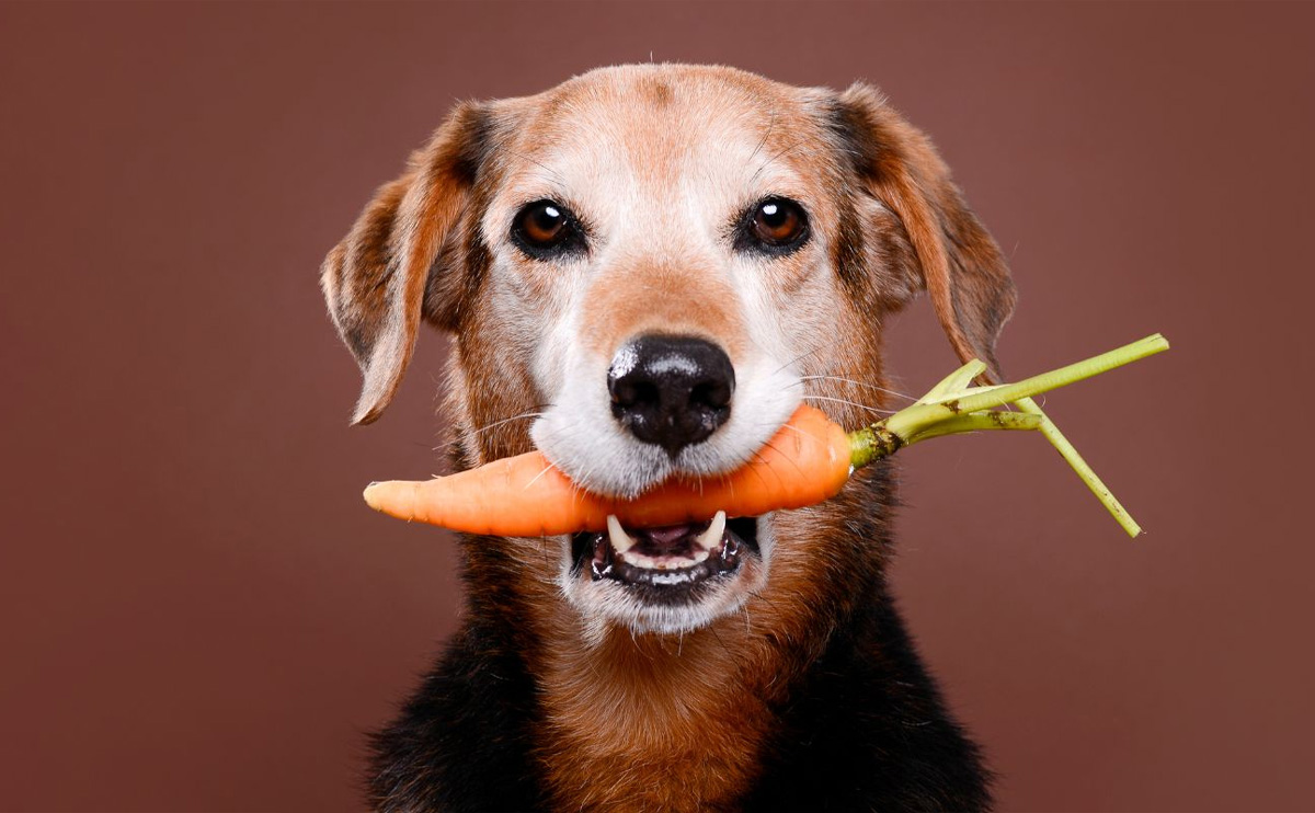 cane carota cane carota