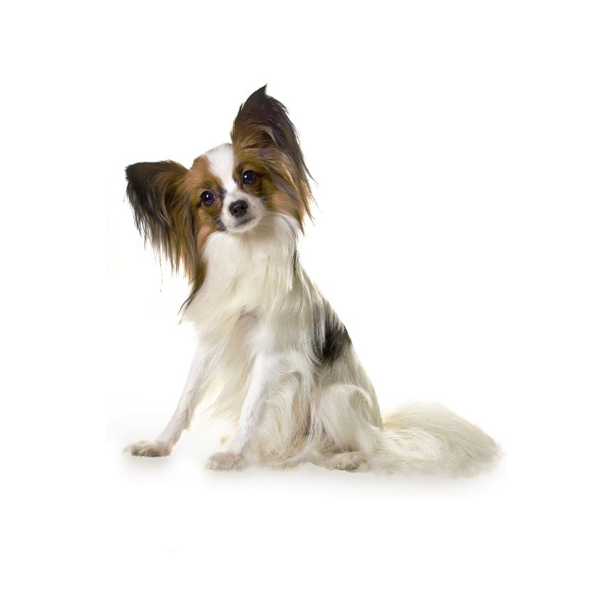 cane prodotto 1